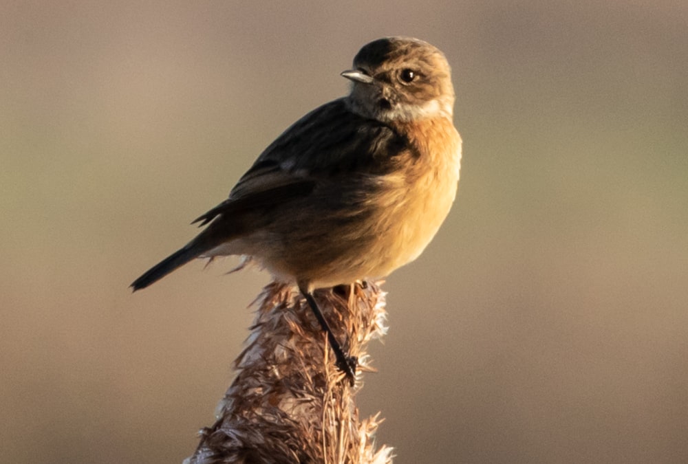 brown bird