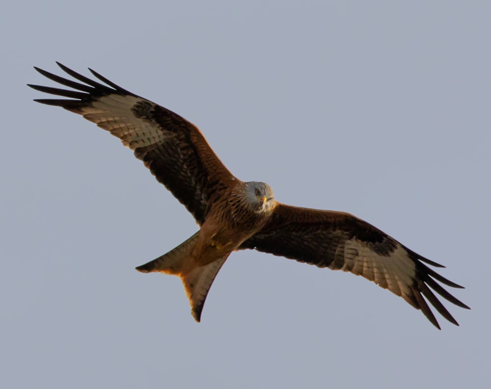 soaring black and brown owl