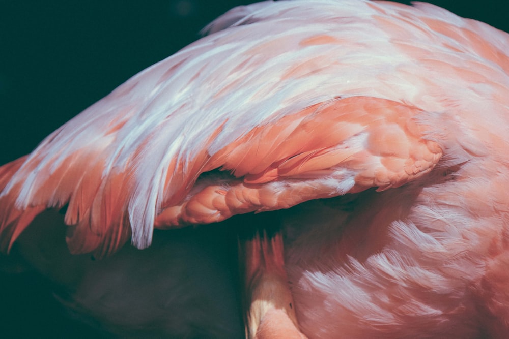 a close up of a pink flamingo with a black background