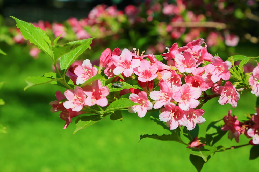 pink-petaled flowers