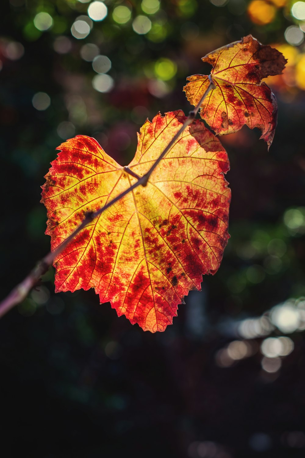 yellow leaf