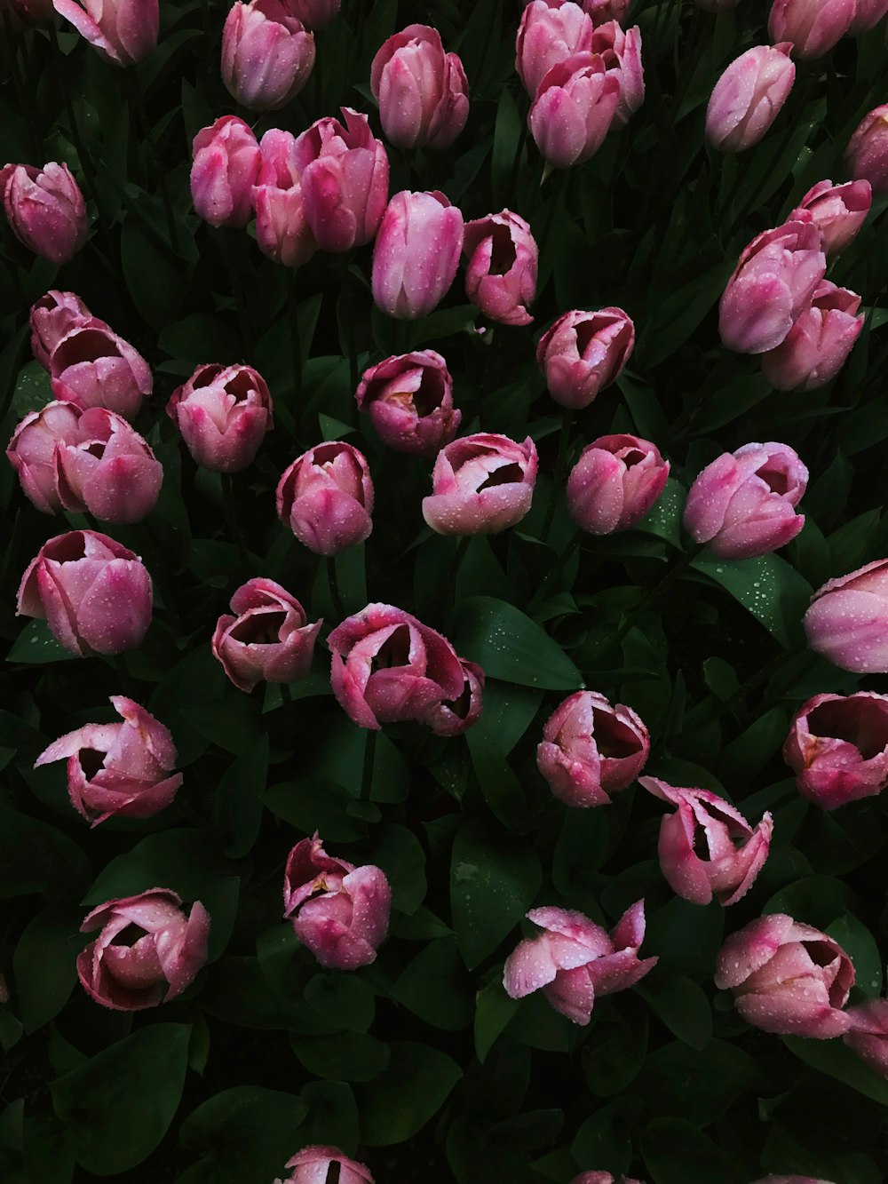 pink-petaled flowers