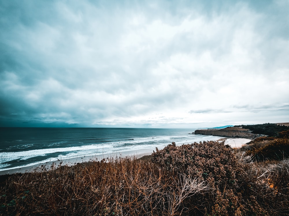 aerial view of trees near ocean