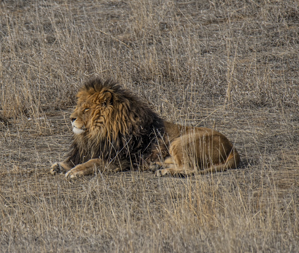 brown lion lying on brown grass