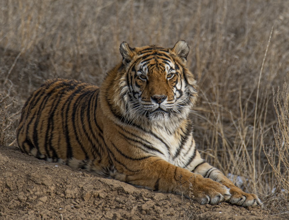 brown and black tiger lying on brown grass