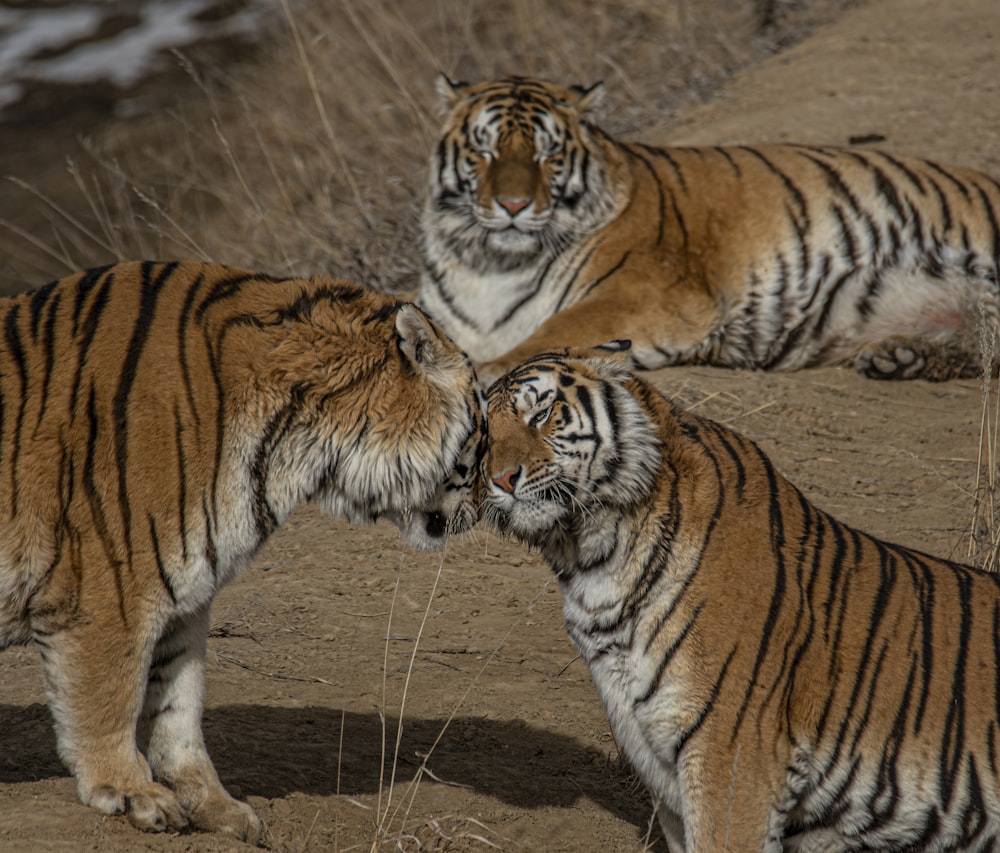 three brown tigers during daytime