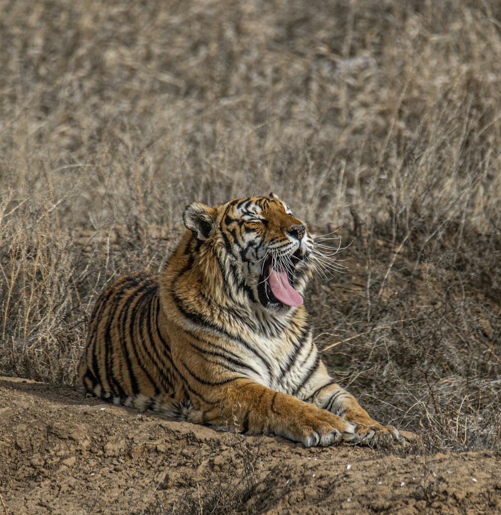 brown and black tiger on brown grass