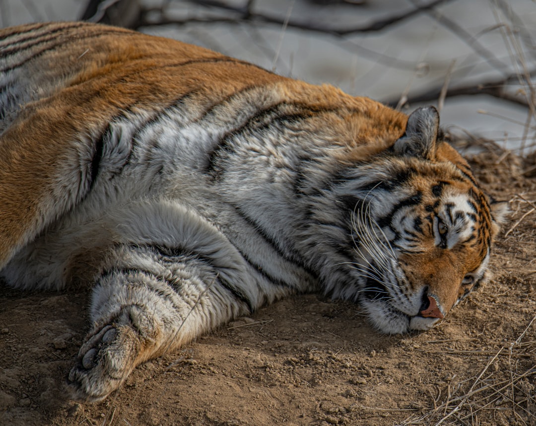 close up photography of tiger lying on brown sand
