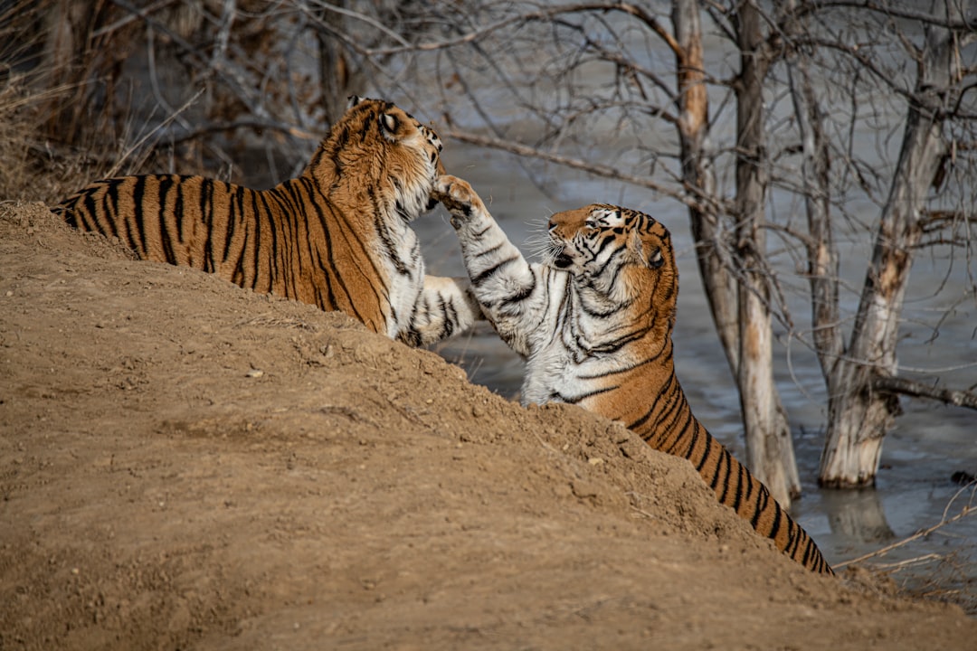 two brown tigers beside bare trees