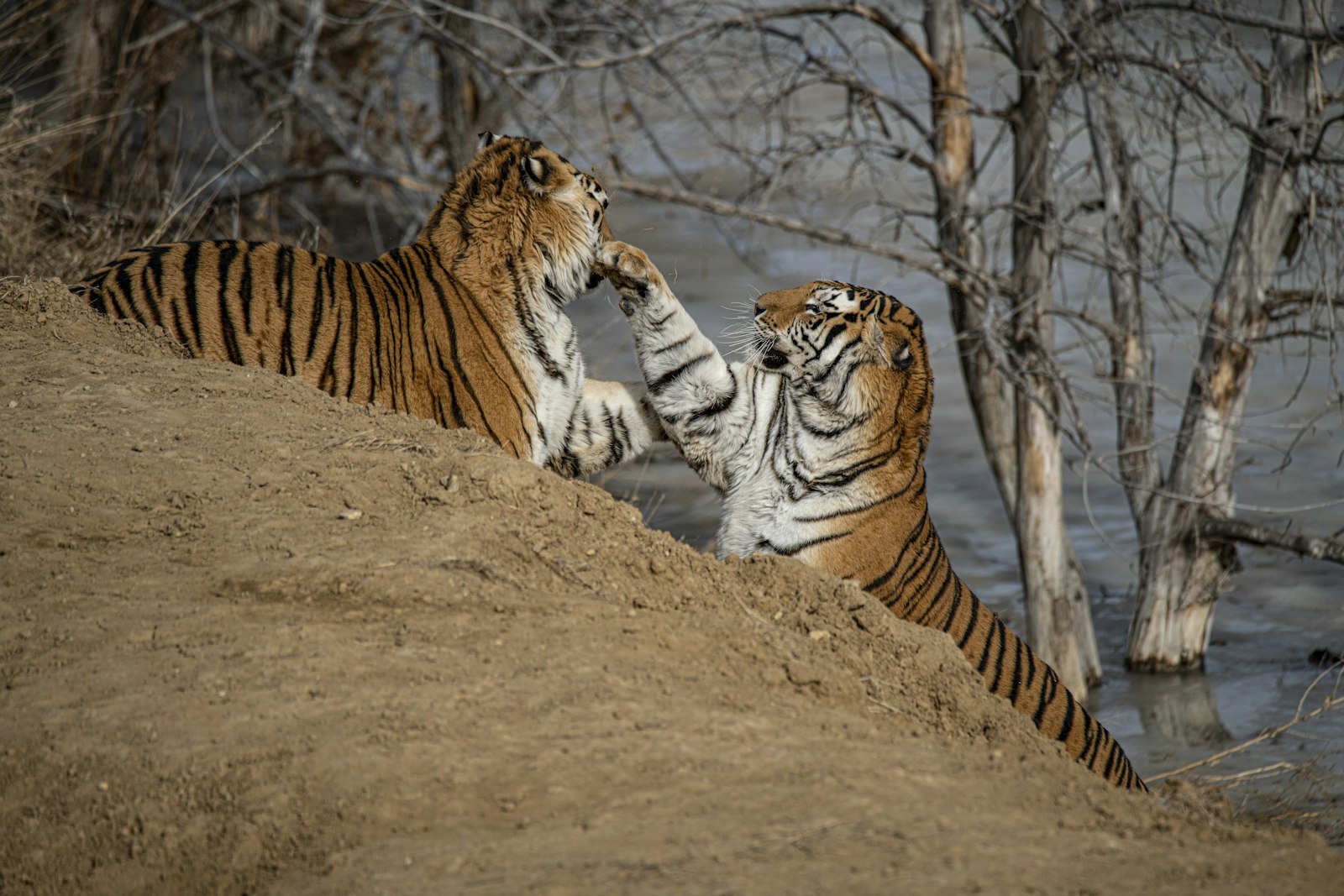 Nikon D850 + Tamron SP 150-600mm F5-6.3 Di VC USD G2 sample photo. Two brown tigers beside photography