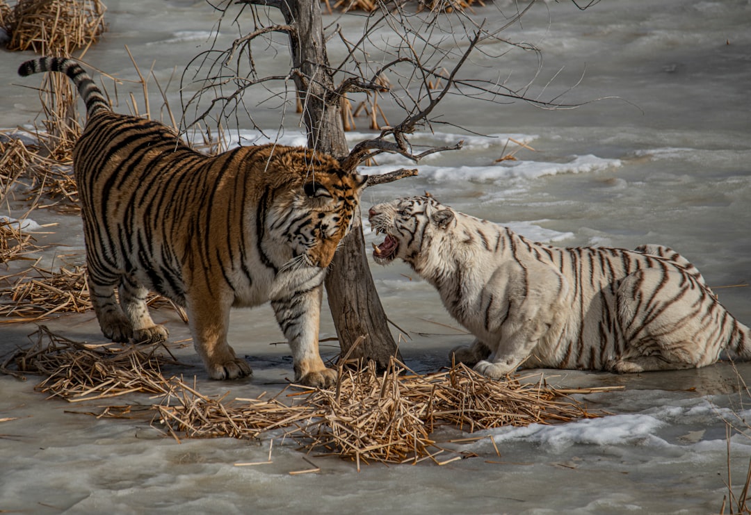 white and brown tigers beside bare tree