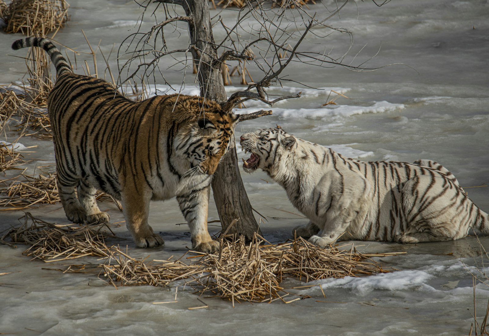 Tamron SP 150-600mm F5-6.3 Di VC USD G2 sample photo. White and brown tigers photography