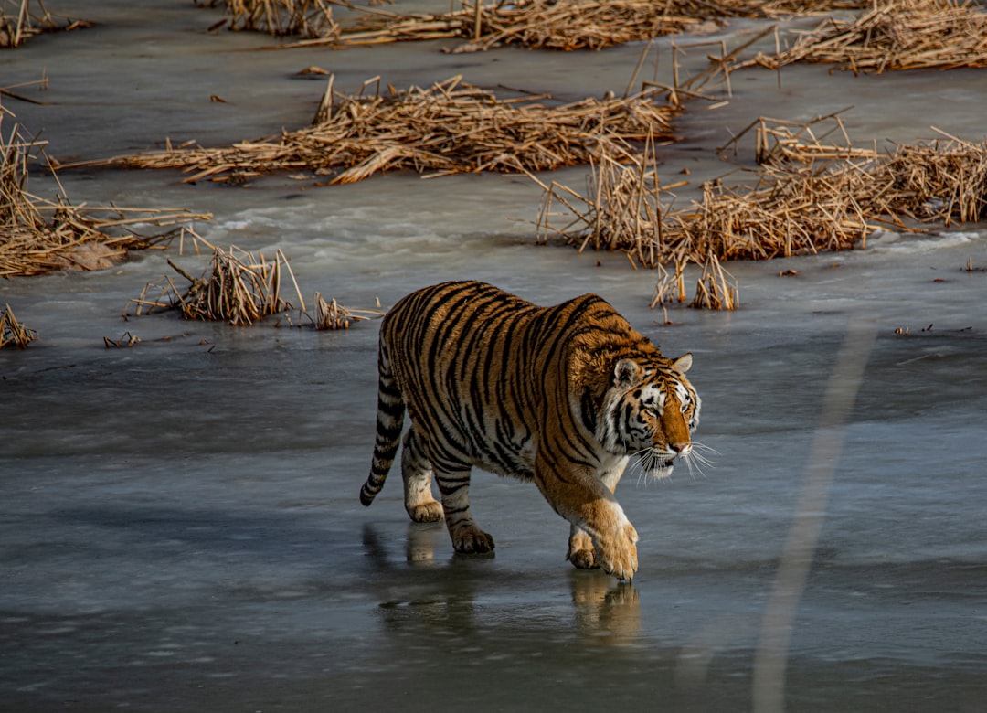 brown tiger on seashore