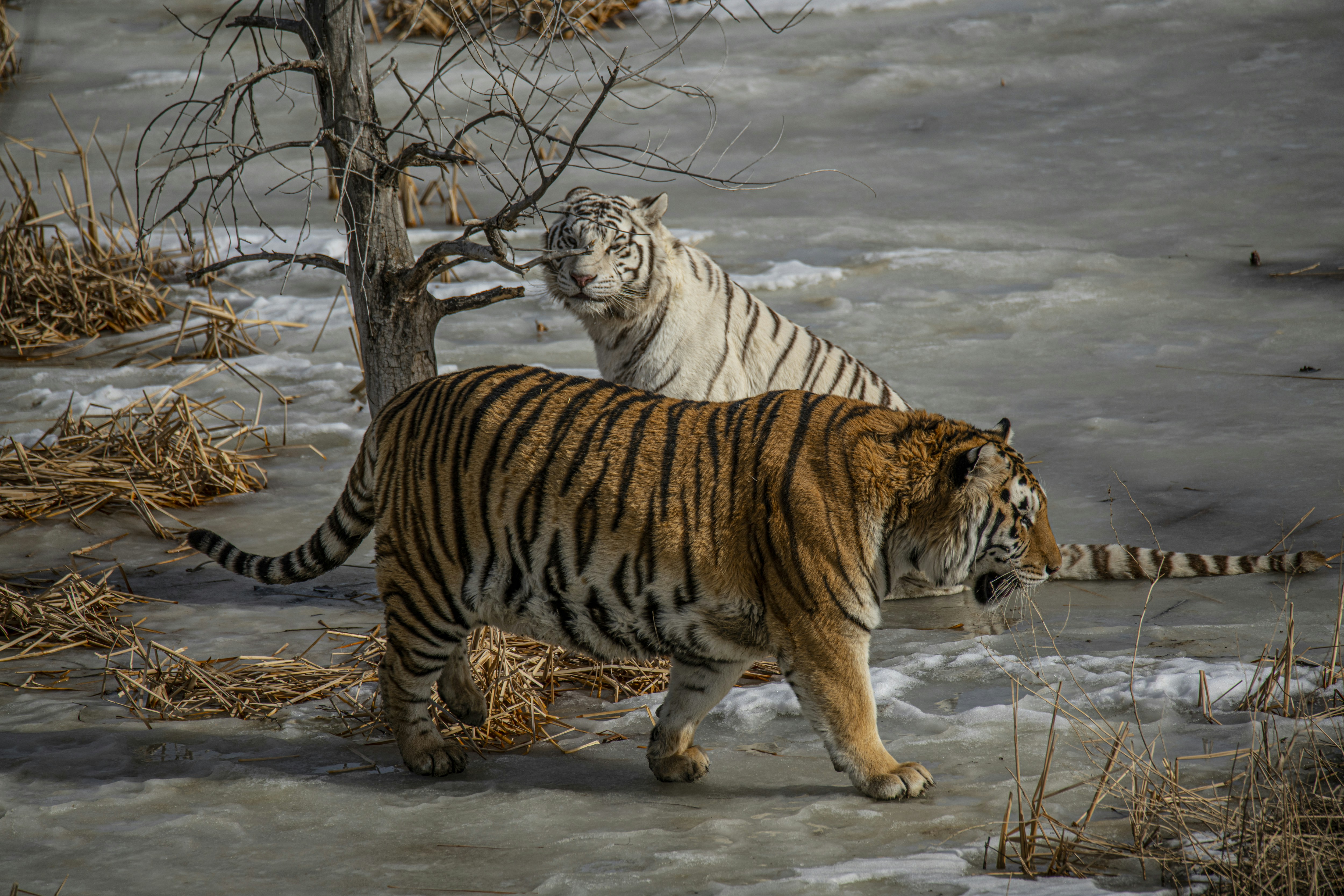 Tigers Crossing Roads in Russian Far East (image credits: unsplash)