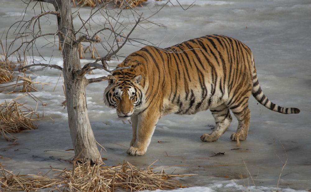 brown tiger beside bare tree during daytime