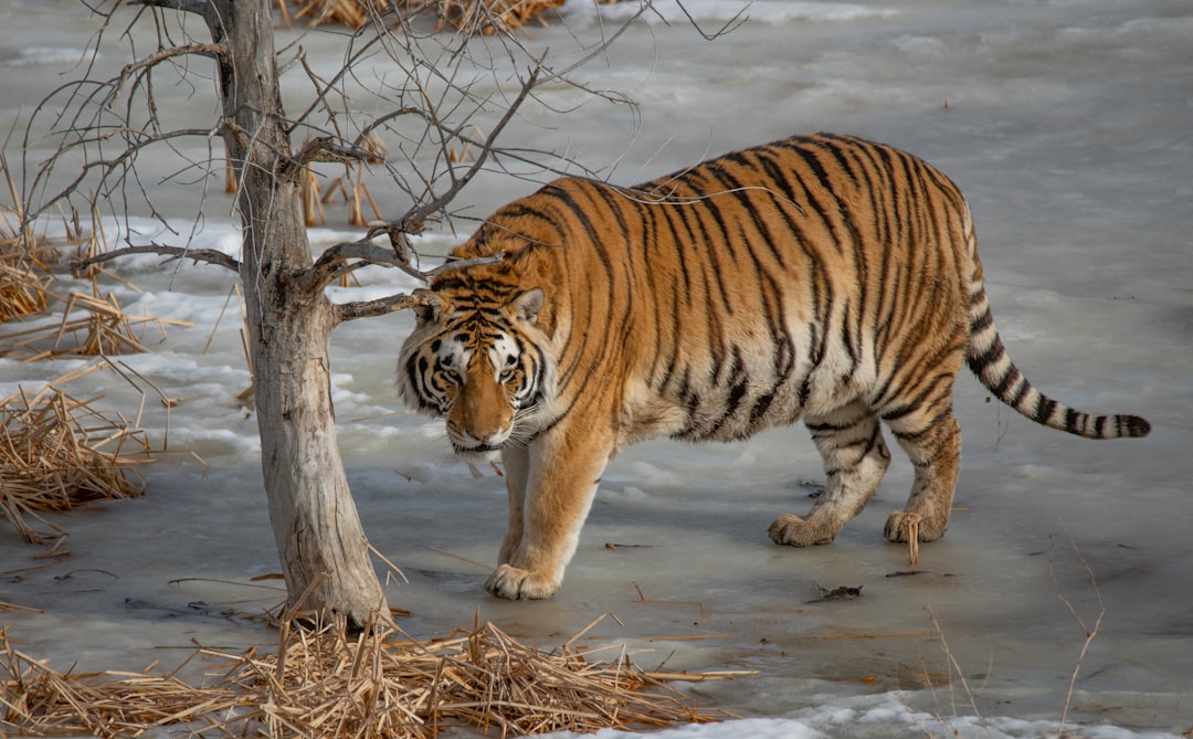 brown tiger beside bare tree during daytime