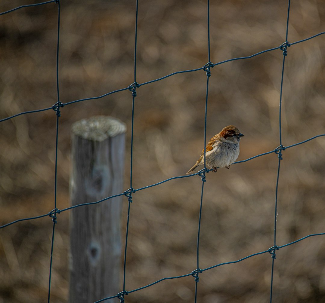 brown and white bird