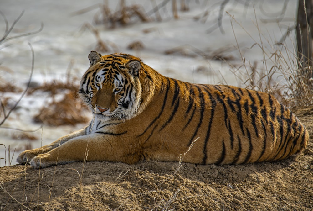 tiger lying on grey sand