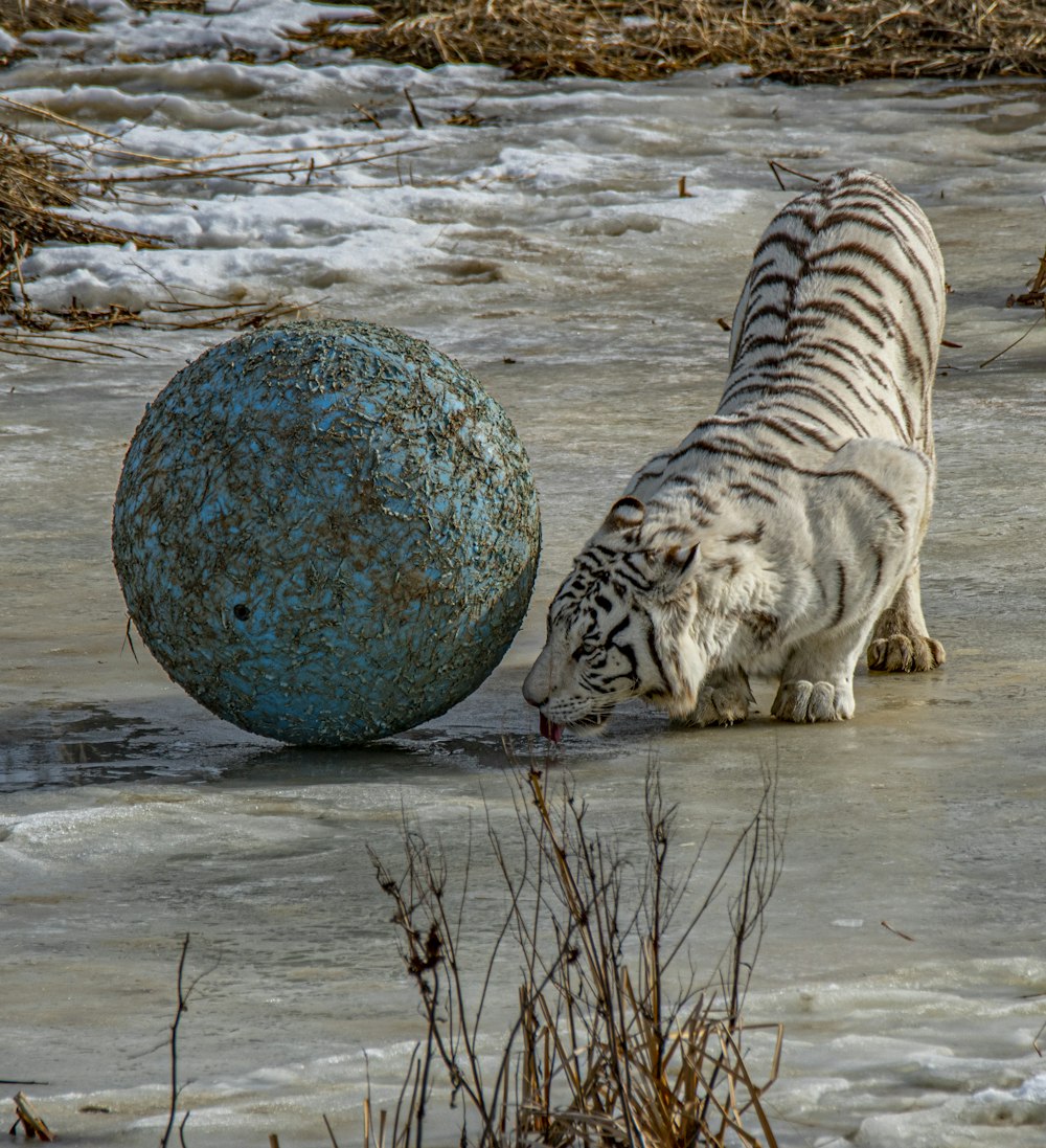 albino tiger beside blue ball