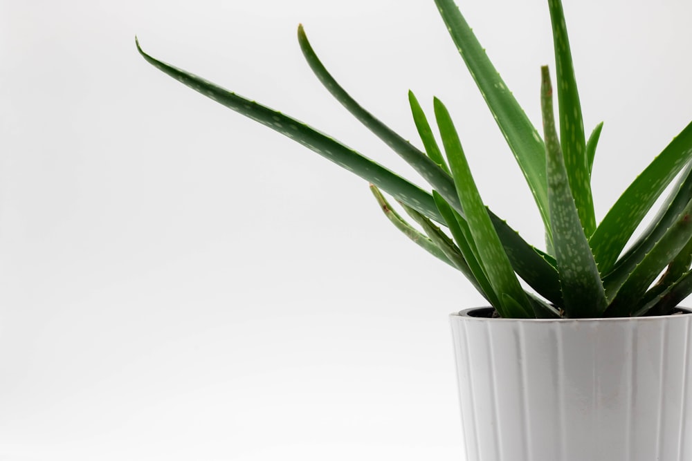 white potted aloe vera plant