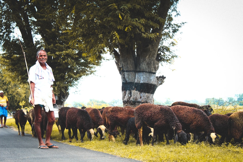 man wearing white shirt standing beside herd of sheep