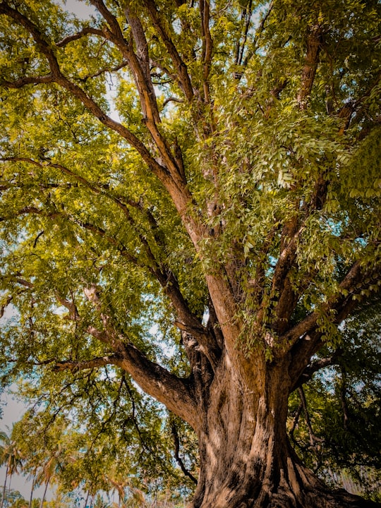 brown and green tree during daytime in Krishnagiri India