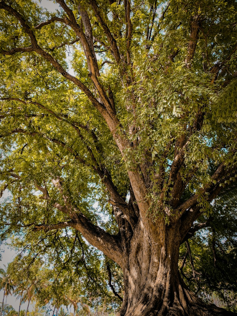 brown and green tree during daytime