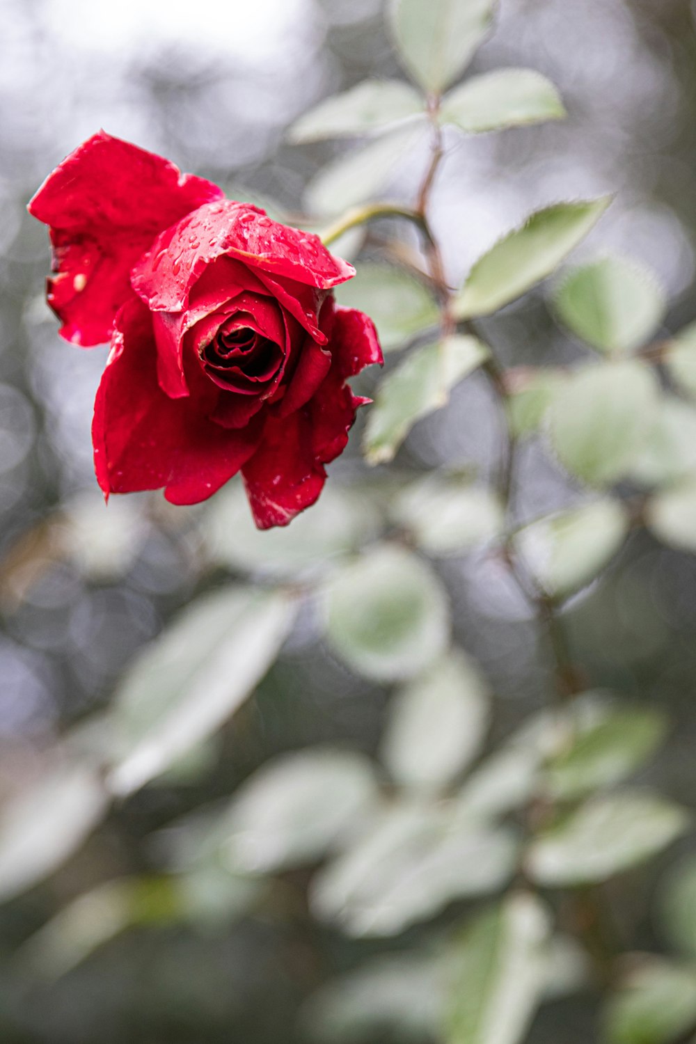 Rosa roja