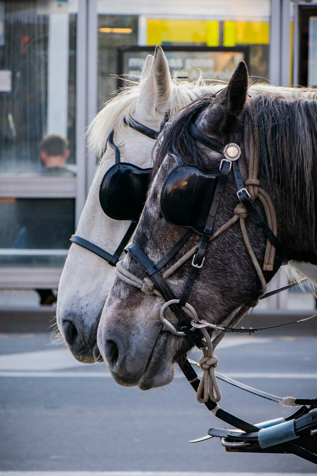 two white and black horses