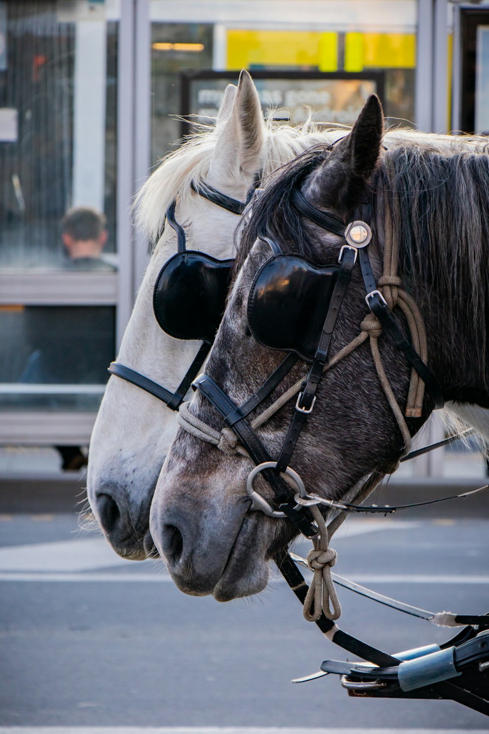 two white and black horses