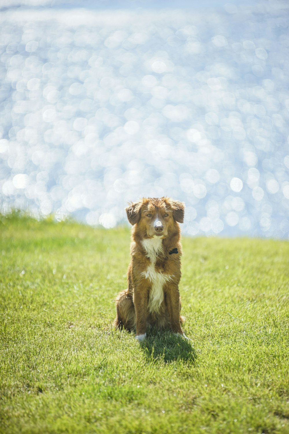 緑の芝生の上に座っている長いコートの黄褐色と白い犬