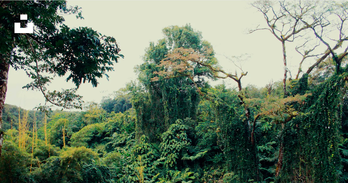 Arbres Verts Photo Image Gratuite De V g tation Sur Unsplash arbres-verts-photo-image-gratuite-de-v-g-tation-sur-unsplash