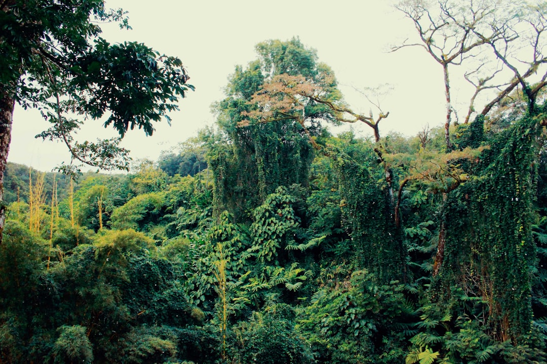 green trees,