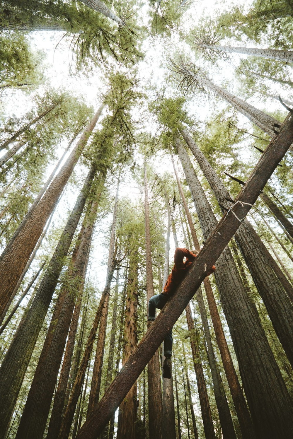 man on log