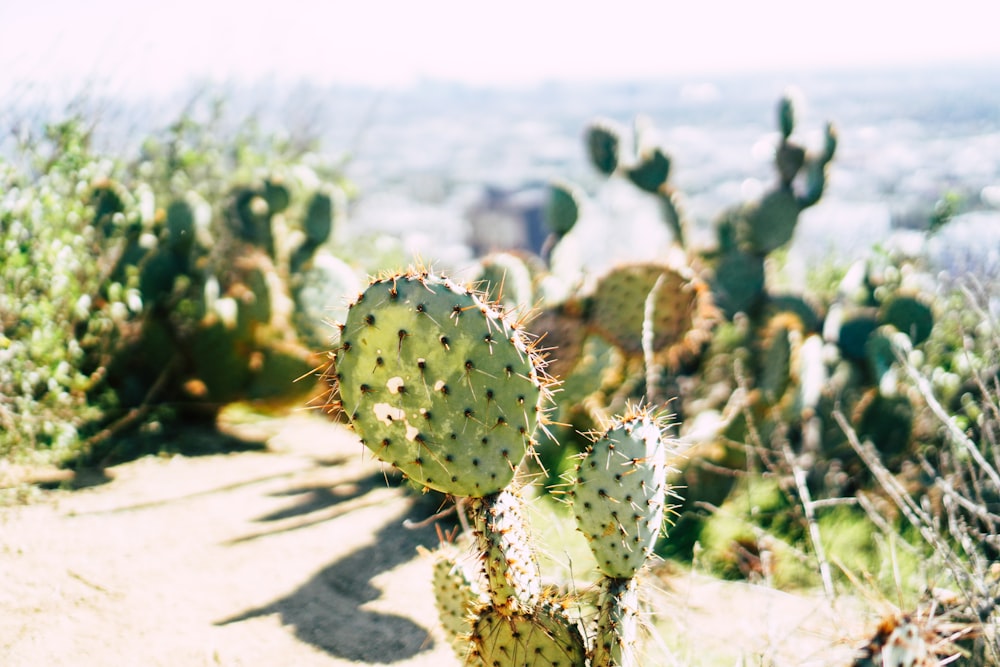 green cactus