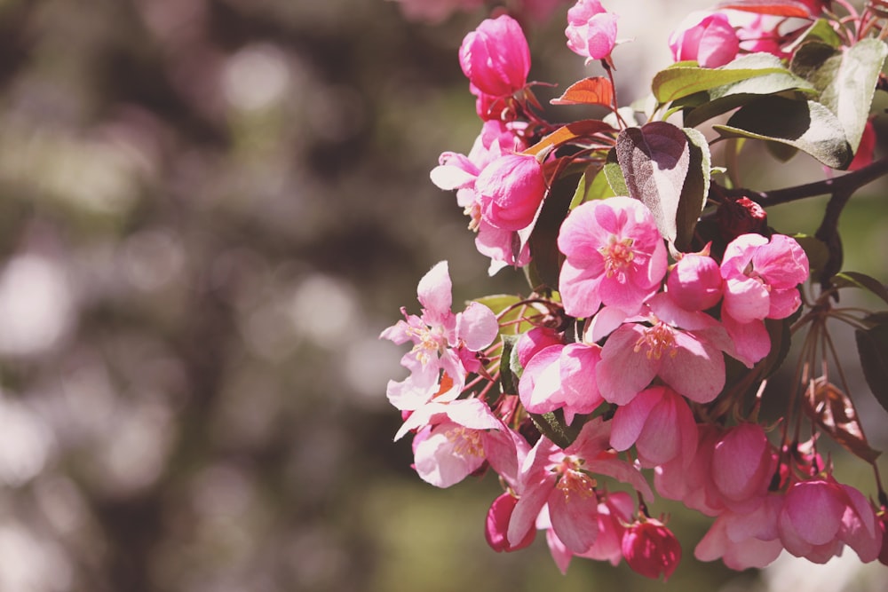 pink petaled flowers