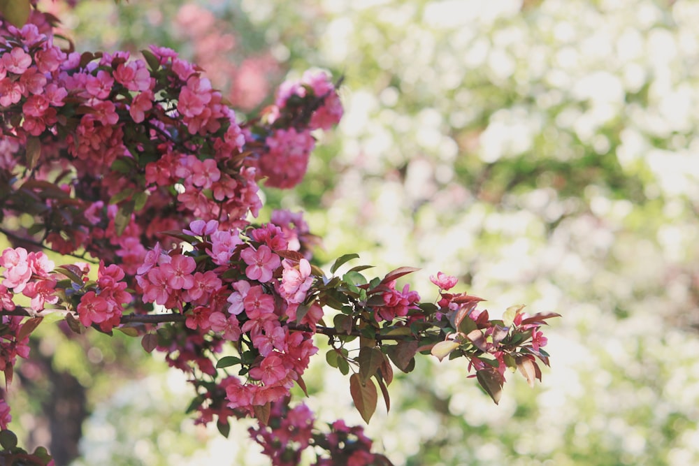 pink flowers