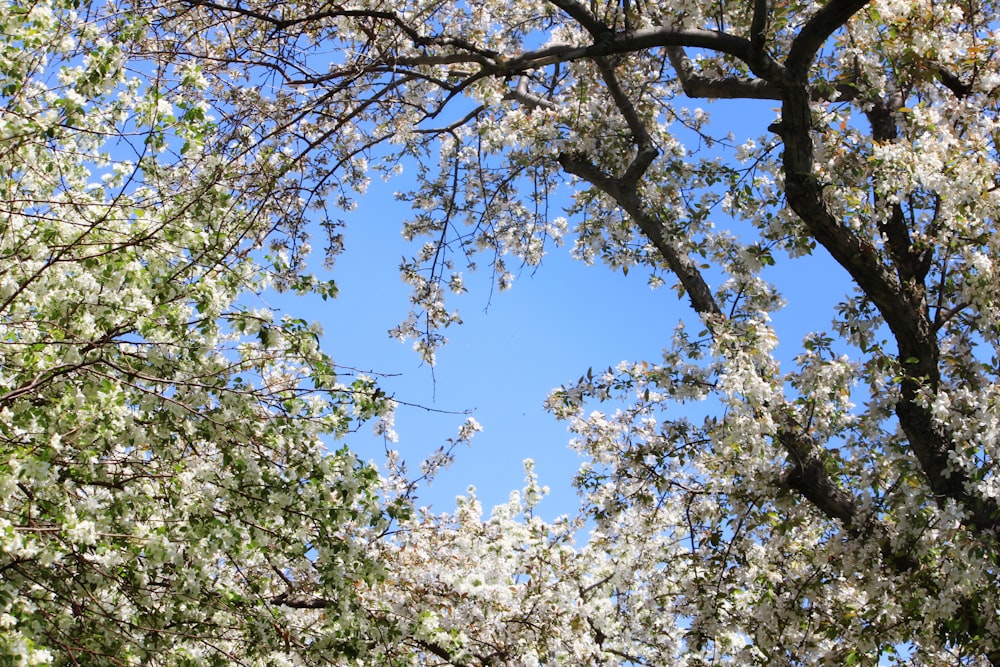 low angle photography of tree during daytime