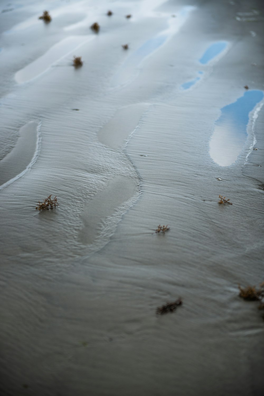 brown insects on grey surface