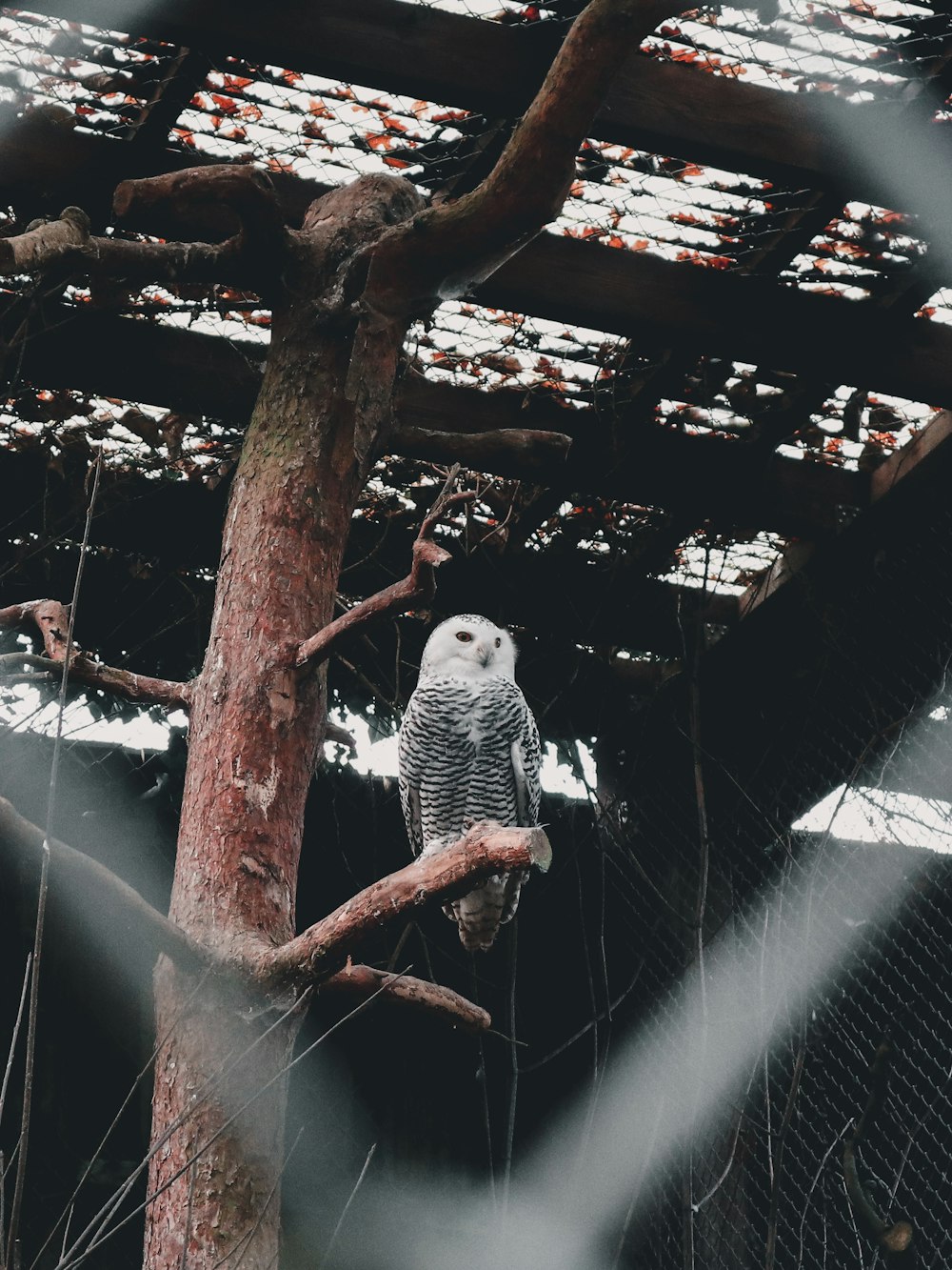 white and black owl on branch of tree