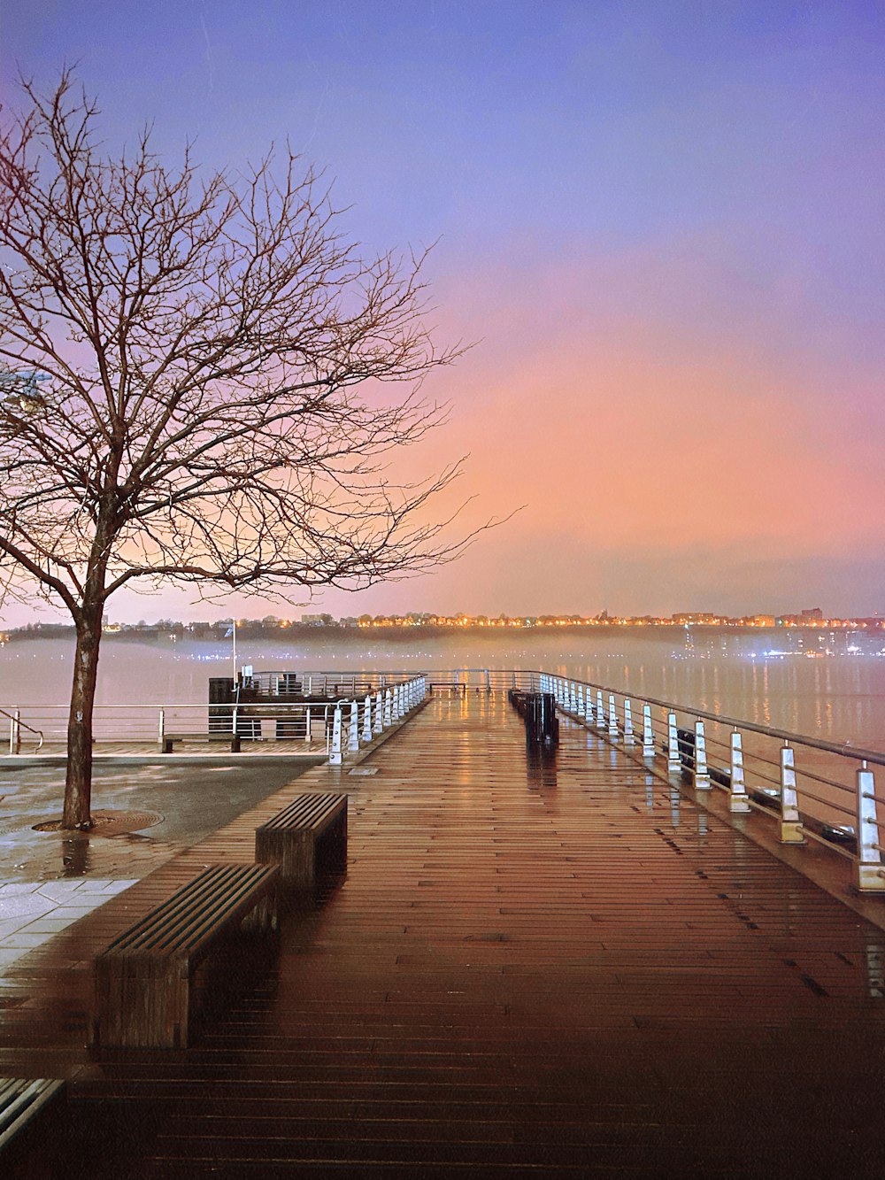 bare tree beside benches near body of water during daytime