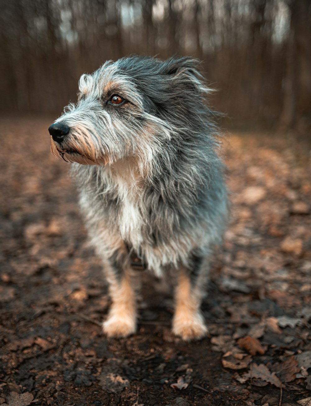 Perro gris y blanco