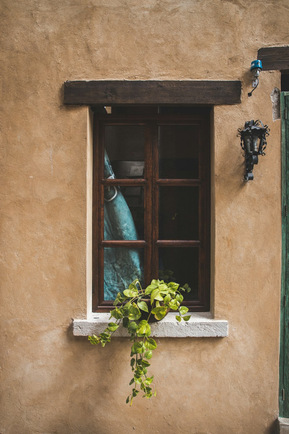 potted vine plant on window