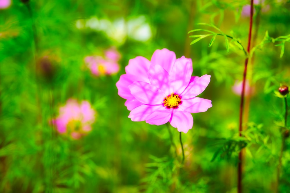 pink flower