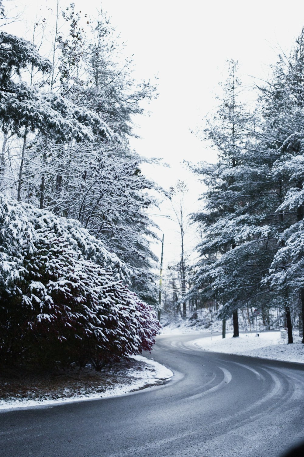 gray road near field and trees covered with snow