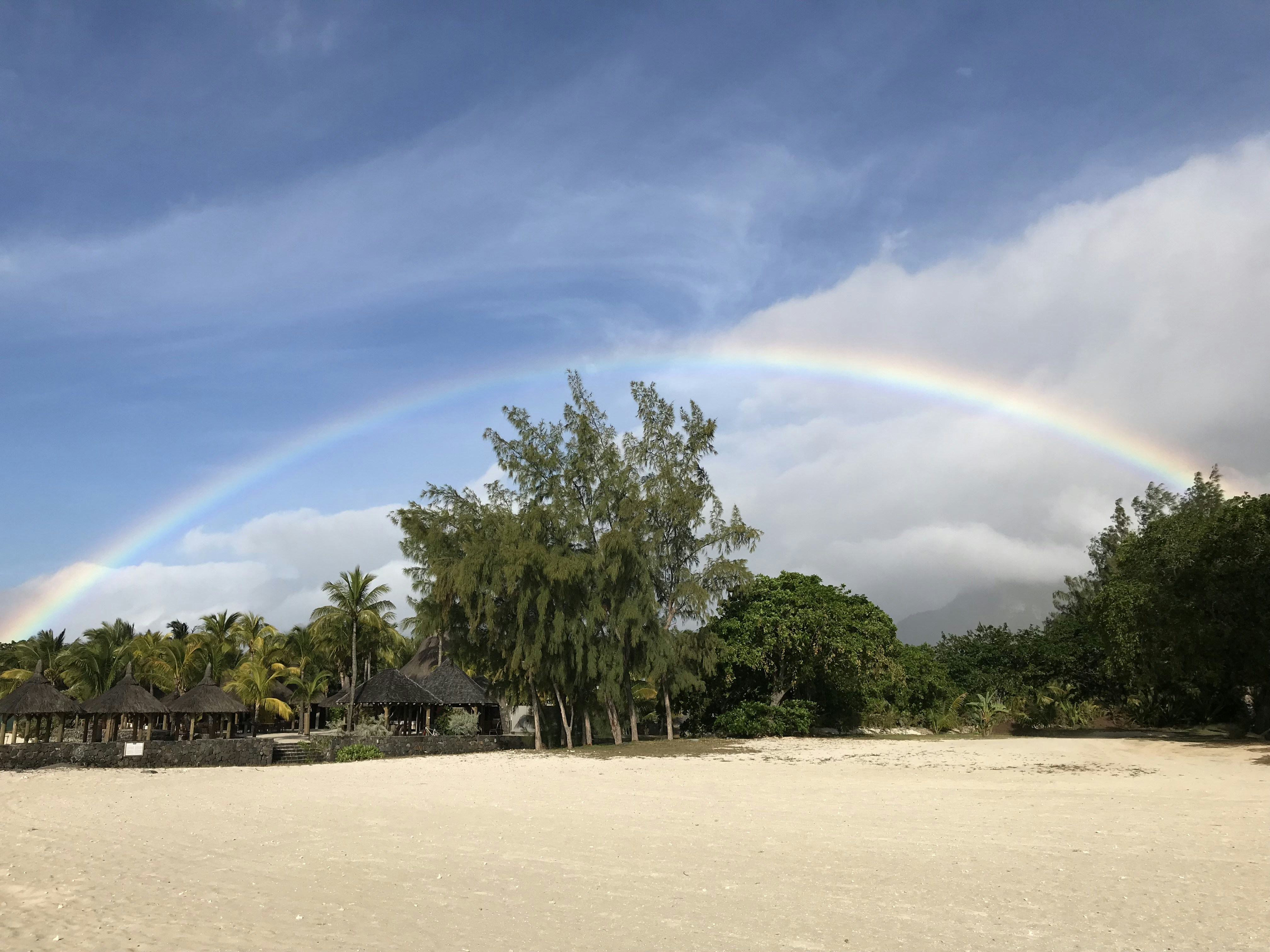 rainbow over trees
