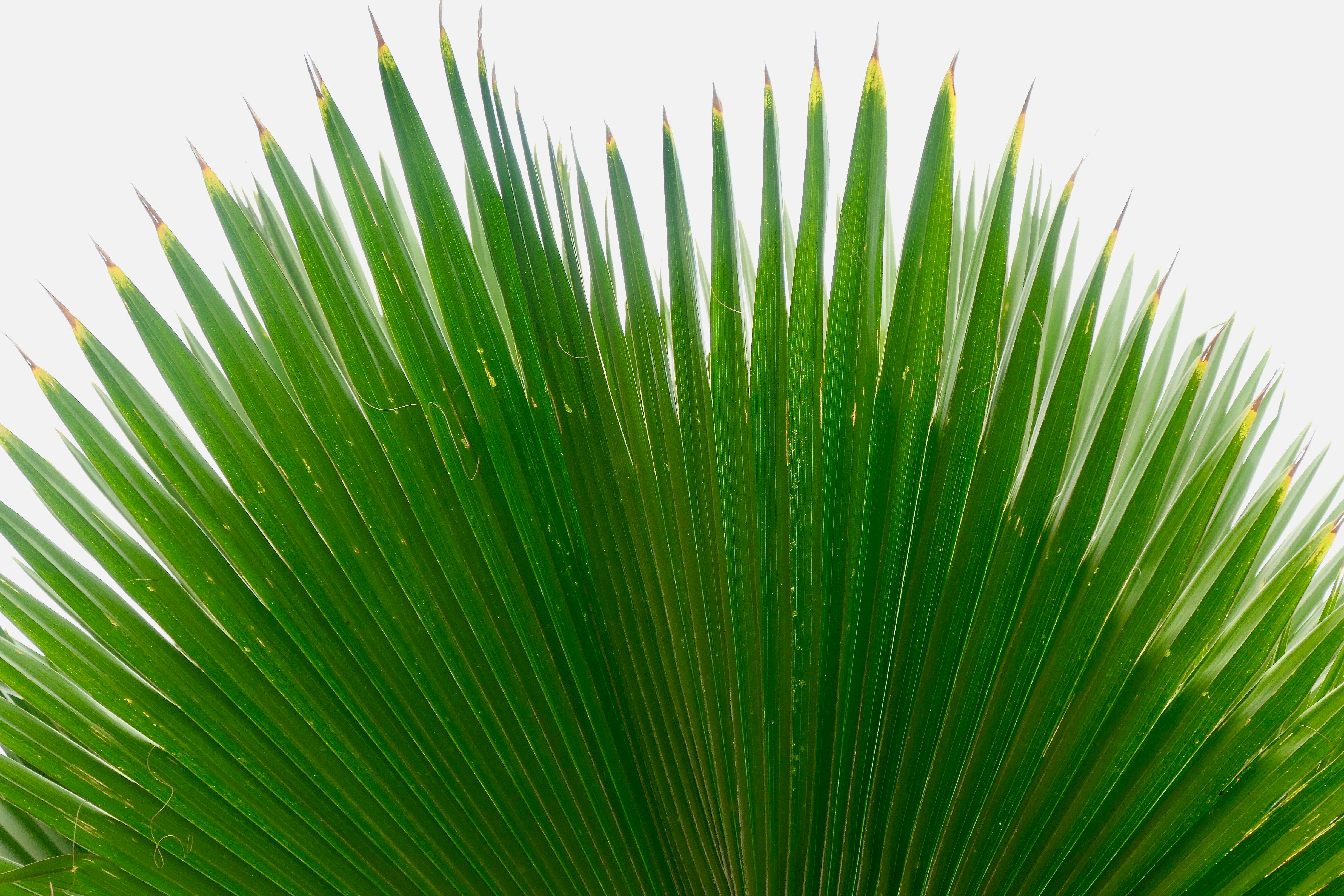 palm leaf</p><p dir=