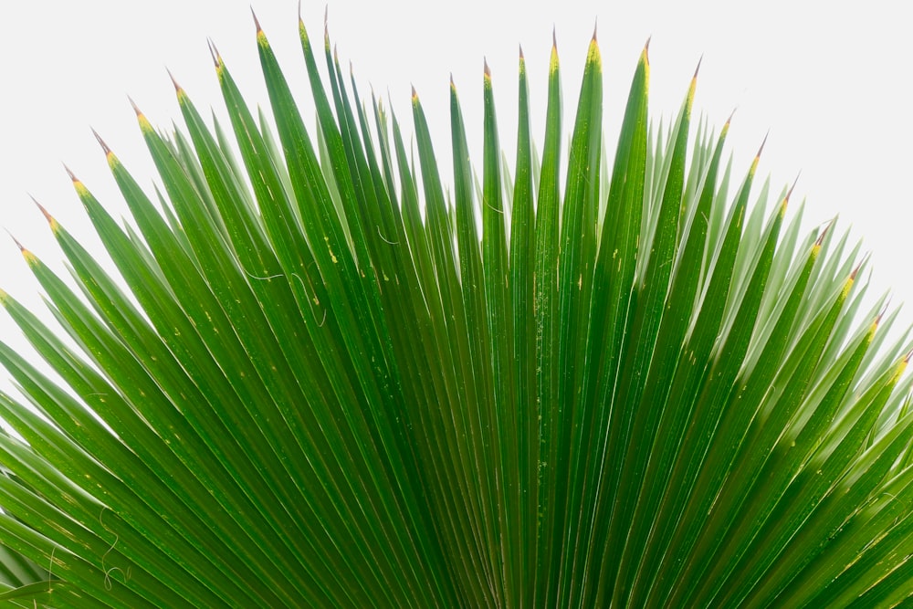 Fotografía macro de planta de palma verde