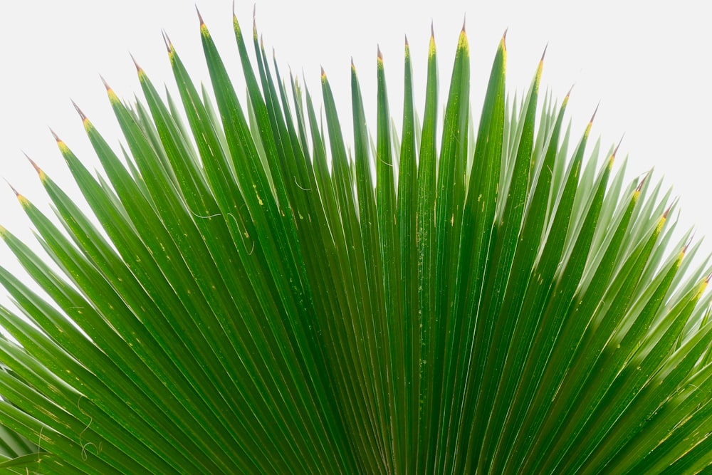 macro photography of green palm plant