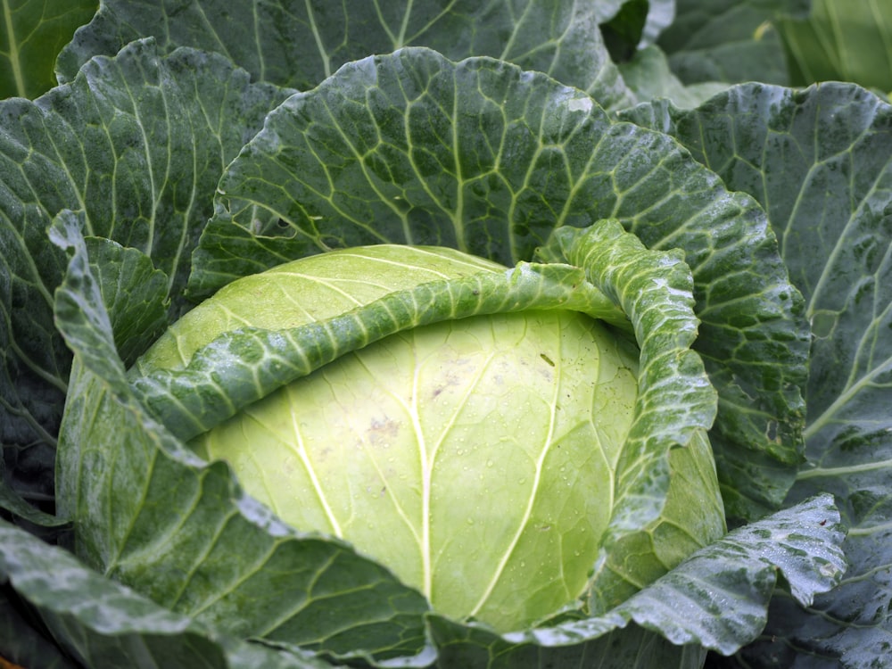 macro photography of green cabbage